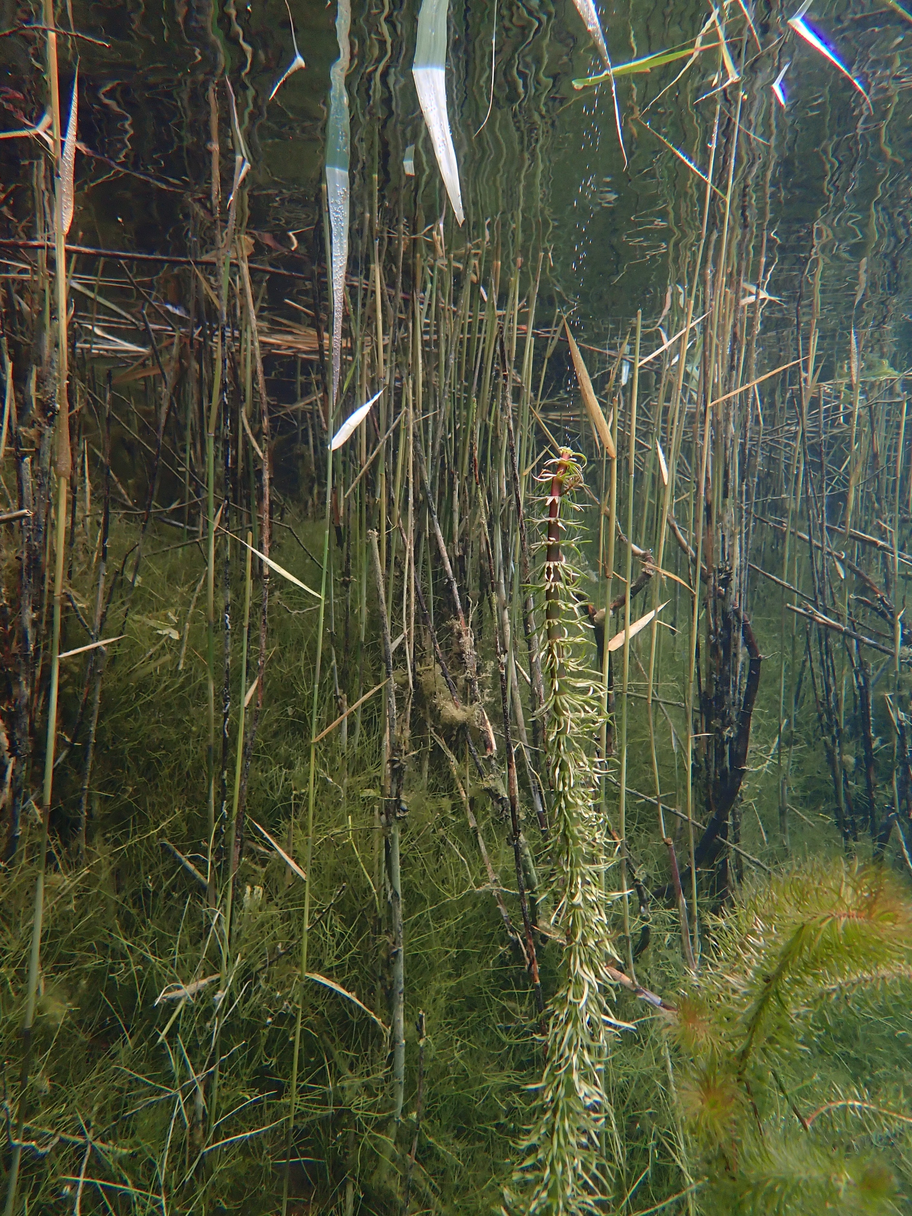 Pesse d'eau sortie de l'eau (partie immergée)