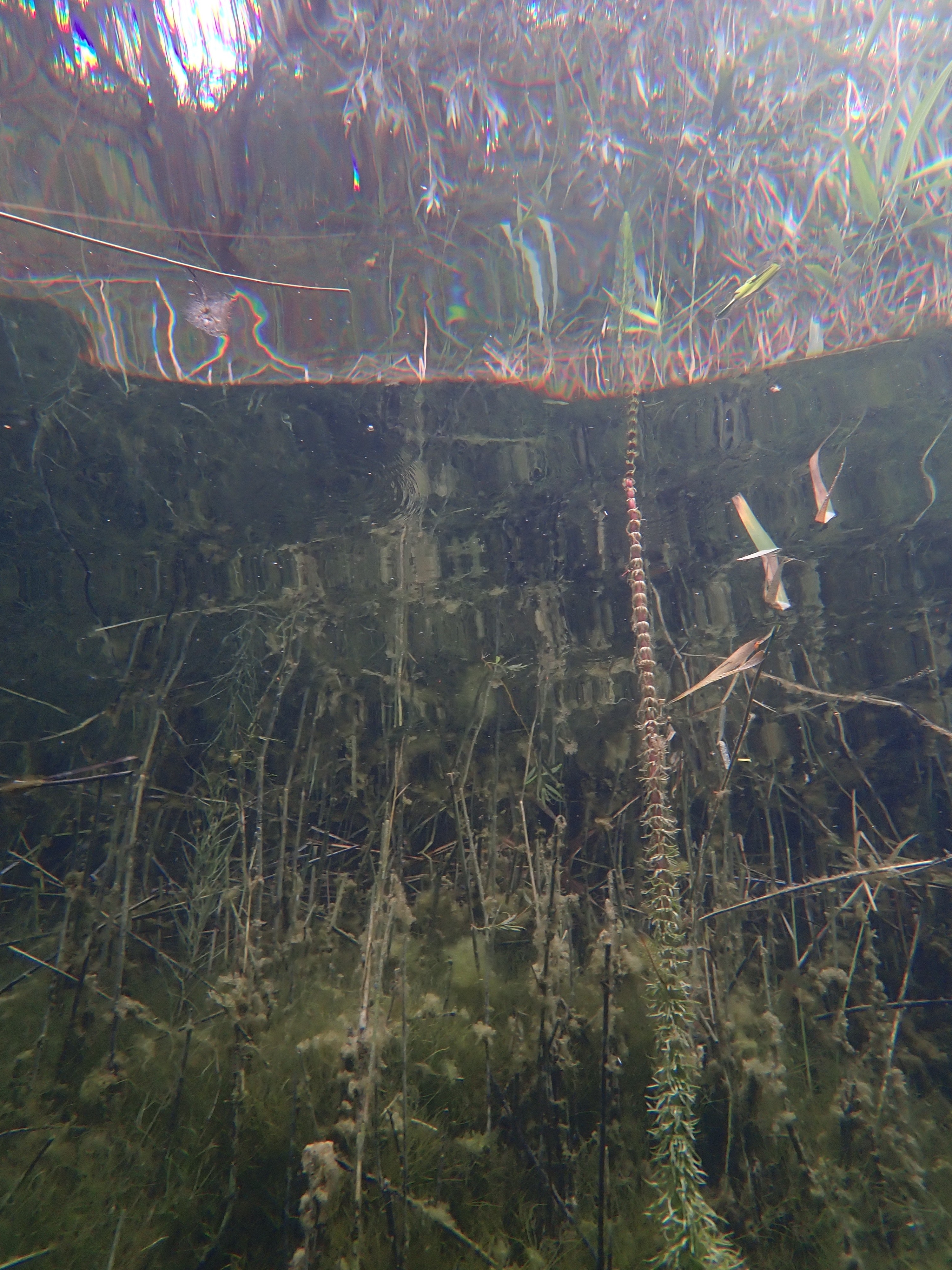 Pesse d'eau sortie de l'eau (partie immergée)