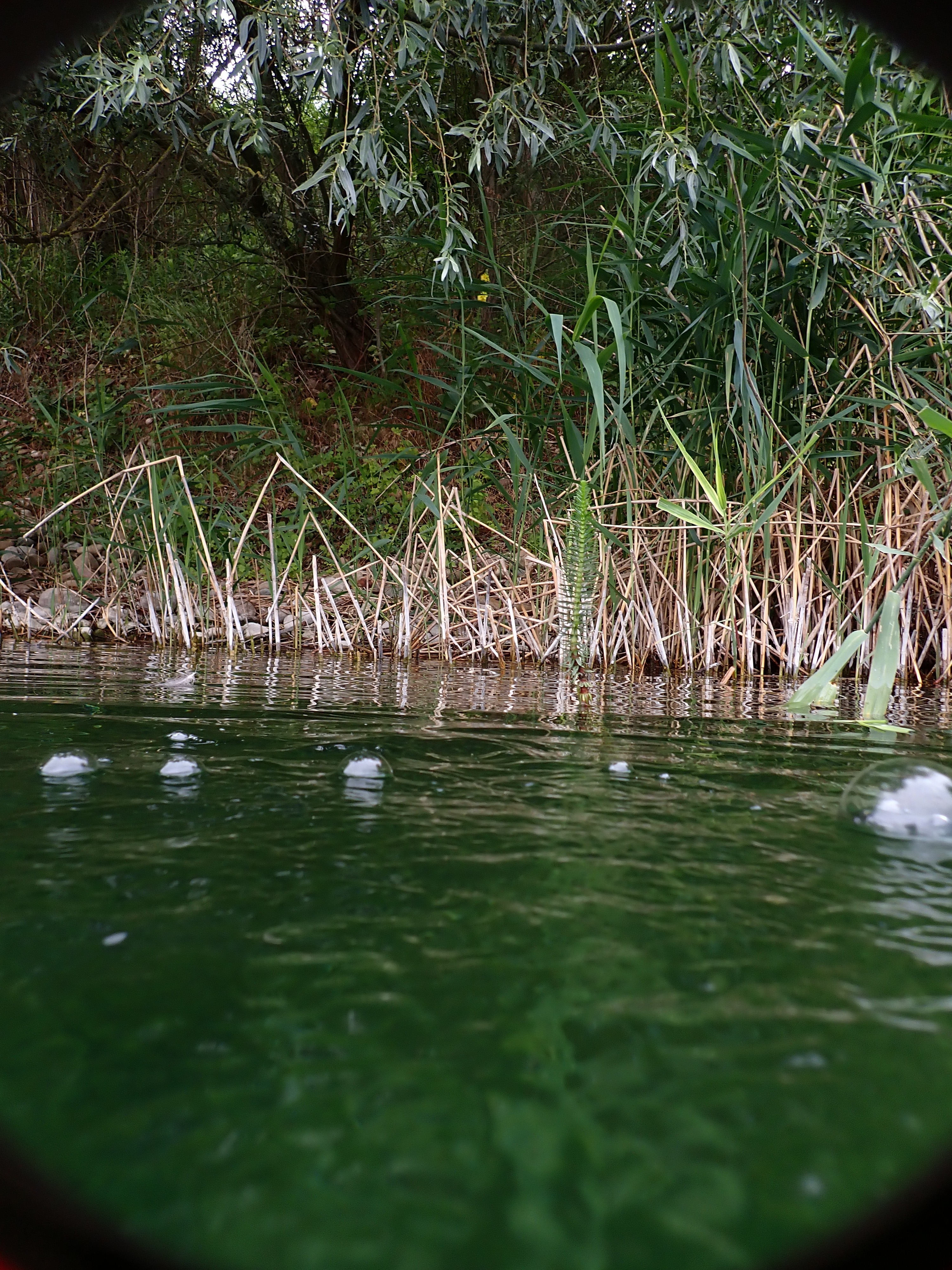 Pesse d'eau sortie de l'eau