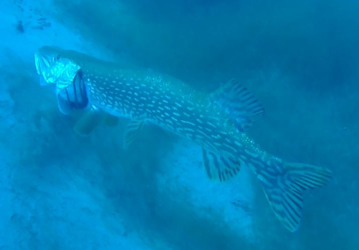 Le brochet de la gravière du Fort