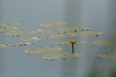 La flore des gravières